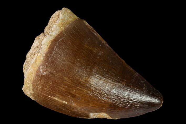 Fossil Mosasaur (Prognathodon) Tooth - Morocco #164150